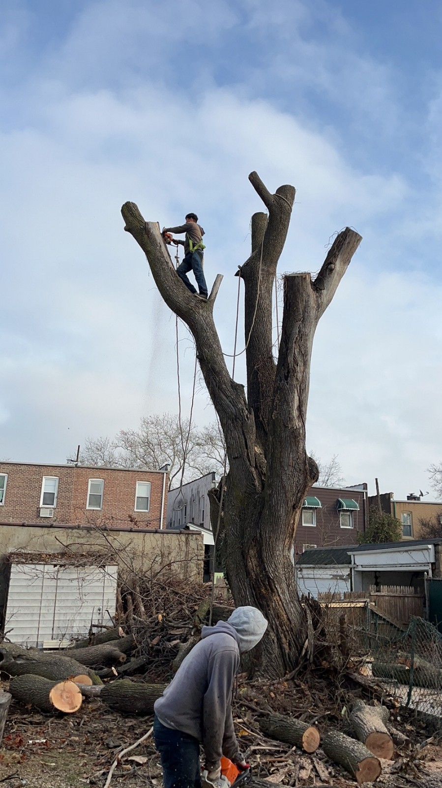 纽约百安居砍树公司 – 专业砍树服务，园林和树木管理，砍伐枯树病树 photo 2