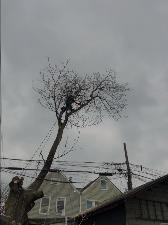 纽约艺美园林公司 园林管理 photo 3