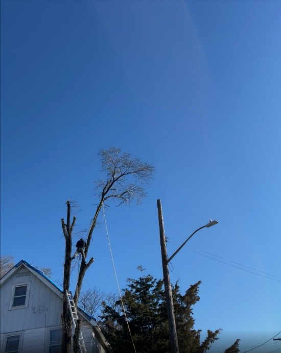 纽约艺美园林公司 园林管理 photo 9