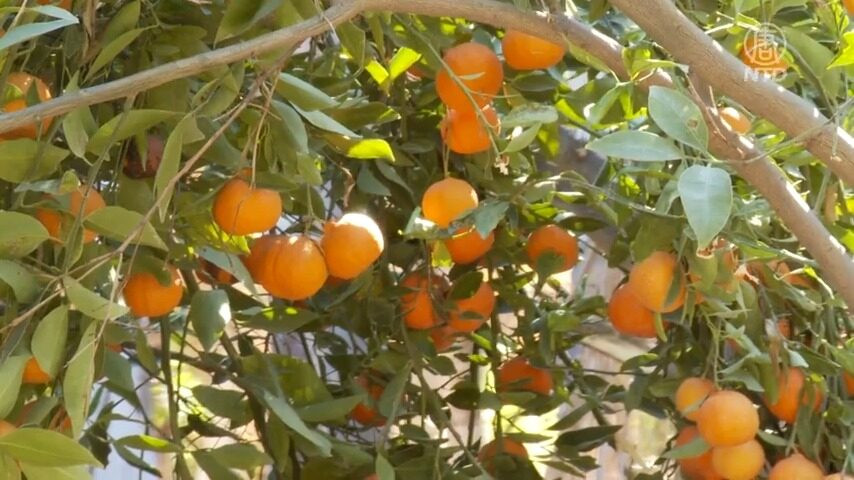 多年果园经验师傅提供专业果树维护服务 图片 9