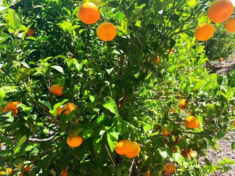 多年果园经验师傅提供专业果树维护服务 图片 6