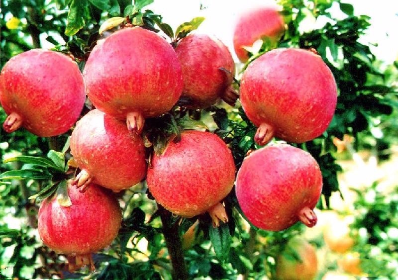 多年果园经验师傅提供专业果树维护服务 图片 3