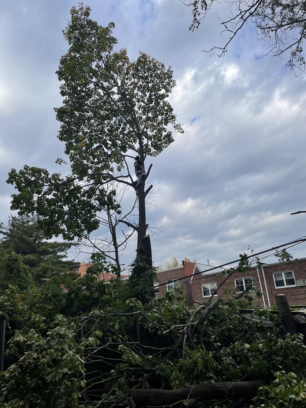 艺美砍树公司:专业园林树木管理 砍树修枝服务,砍伐枯树病树 去除安全隐患 图片 6