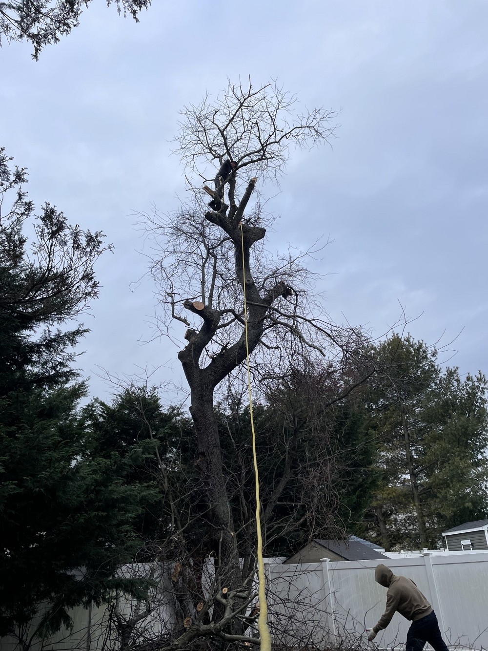 艺美砍树公司:专业园林树木管理 砍树修枝服务,砍伐枯树病树 去除安全隐患 图片 3