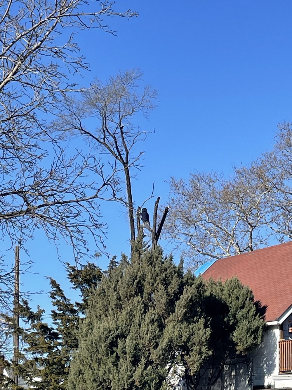 艺美砍树公司:专业园林树木管理 砍树修枝服务,砍伐枯树病树 去除安全隐患 图片 4