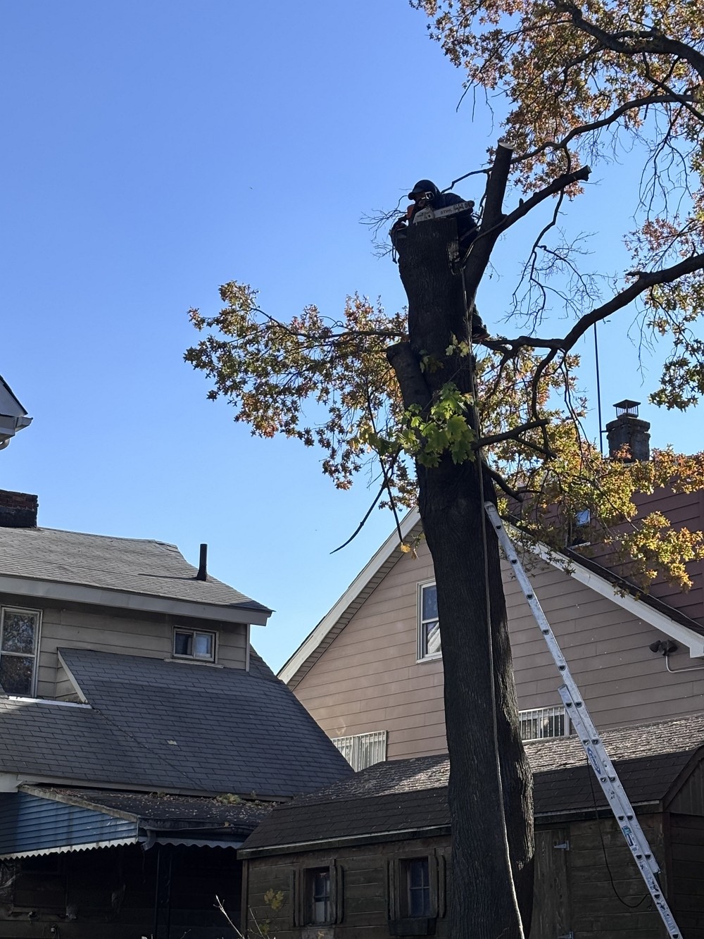 艺美砍树公司:专业园林树木管理 砍树修枝服务,砍伐枯树病树 去除安全隐患 图片 5