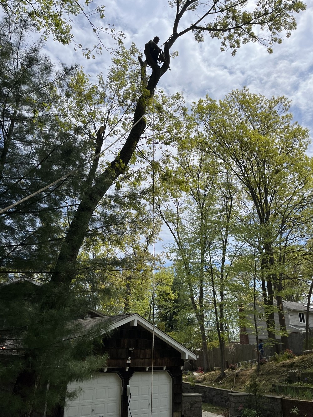 百安居园林管理公司提供专业园林管理，砍伐枯树病树，砍树刨根，草坪自动喷水器维修安装 图片 7