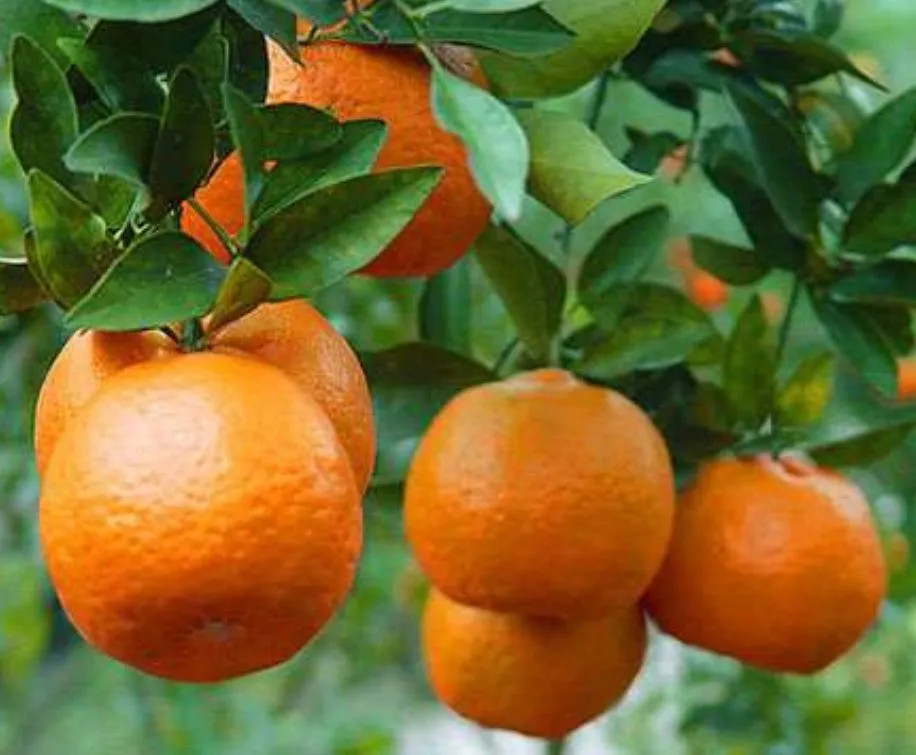 多年果园经验师傅提供专业果树维护服务 图片 5