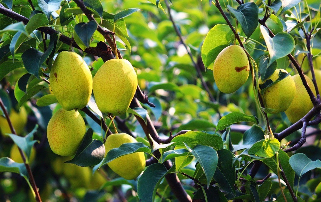 多年果园经验师傅提供专业果树维护服务 图片 7