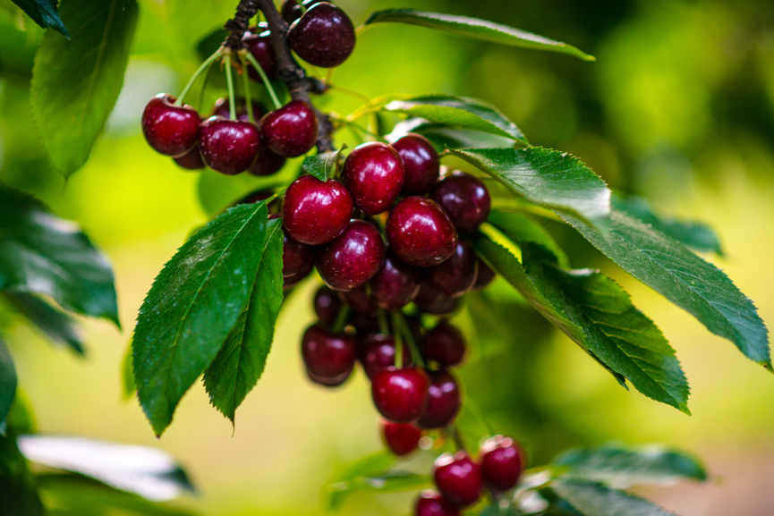 多年果园经验师傅提供专业果树维护服务 图片 8