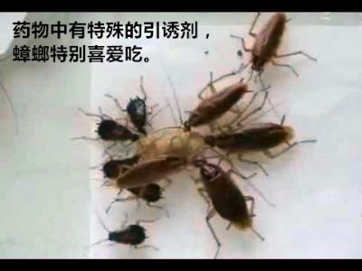 无毒灭蟑,安全可靠,无异味,宠物和宝宝很安全,超过400个商业点和家庭受益 图片 3