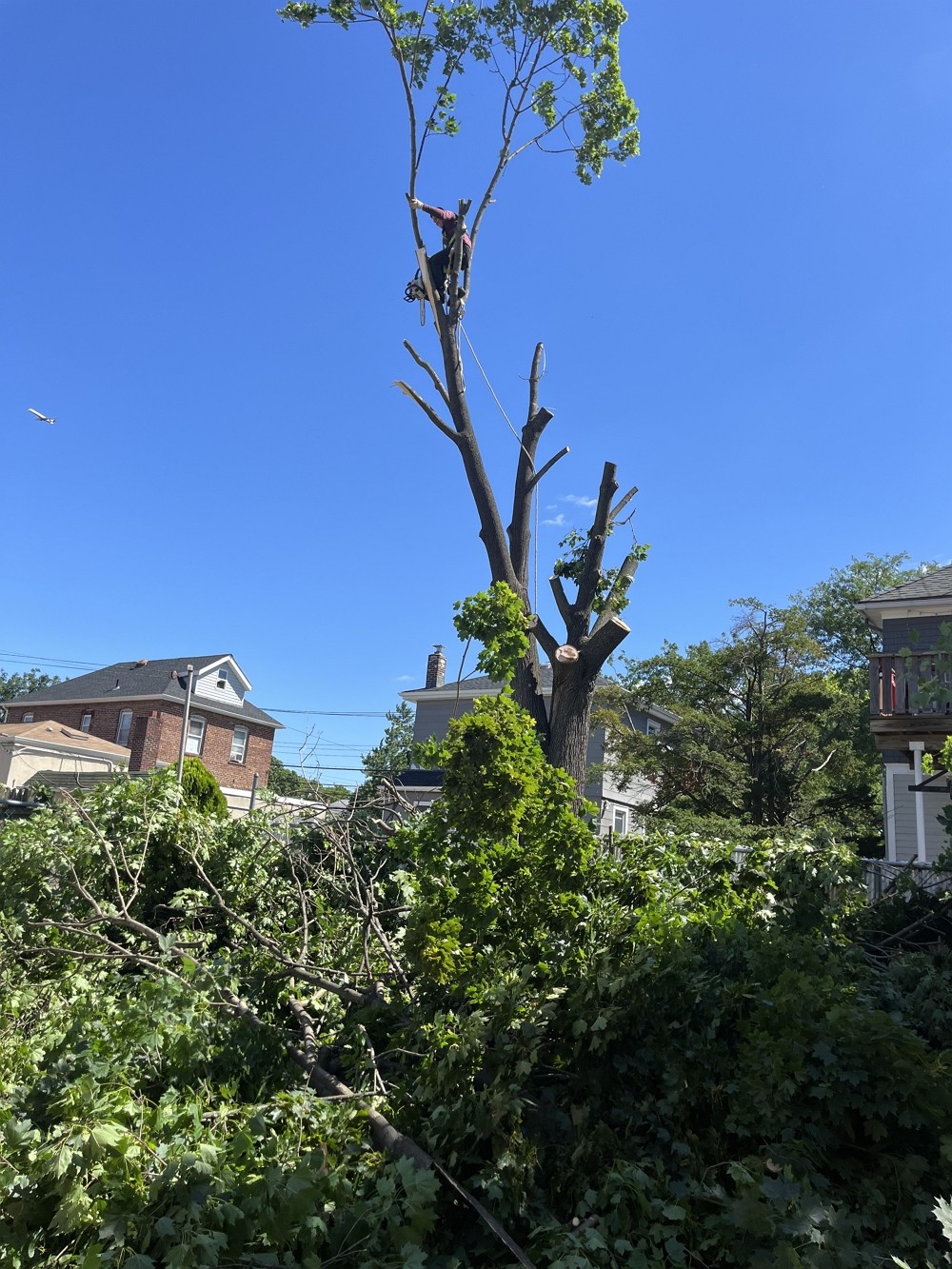 康州百安居砍树公司 – 专业园林和树木管理，砍伐枯树病树，砍树修枝 【康州砍树公司】 图片 3