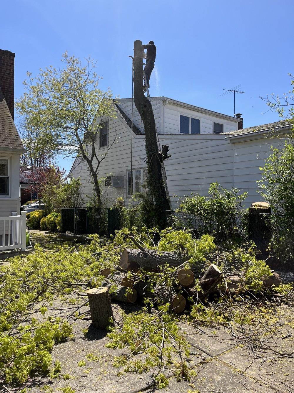 康州百安居砍树公司 – 专业园林和树木管理，砍伐枯树病树，砍树修枝 【康州砍树公司】 图片 5