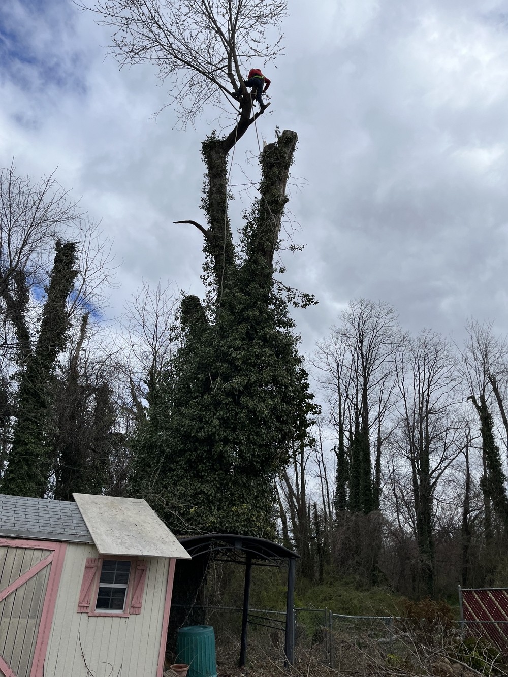 康州百安居砍树公司 – 专业园林和树木管理，砍伐枯树病树，砍树修枝 【康州砍树公司】 图片 9