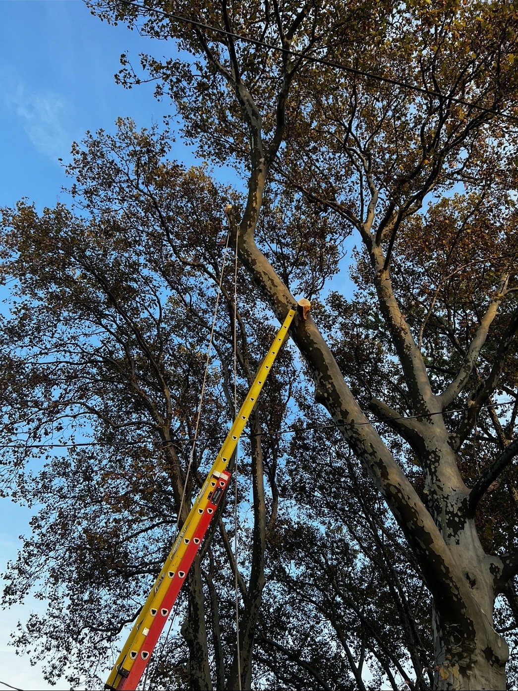 砍树修枝围栏, 水泥铺路, 内外装修 免费估价 图片 4