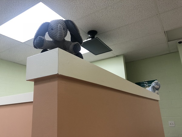 小巨人兒童牙醫─趙琇瑾牙醫博士 图片 4