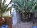 Pineapple Lawn Service photo 1