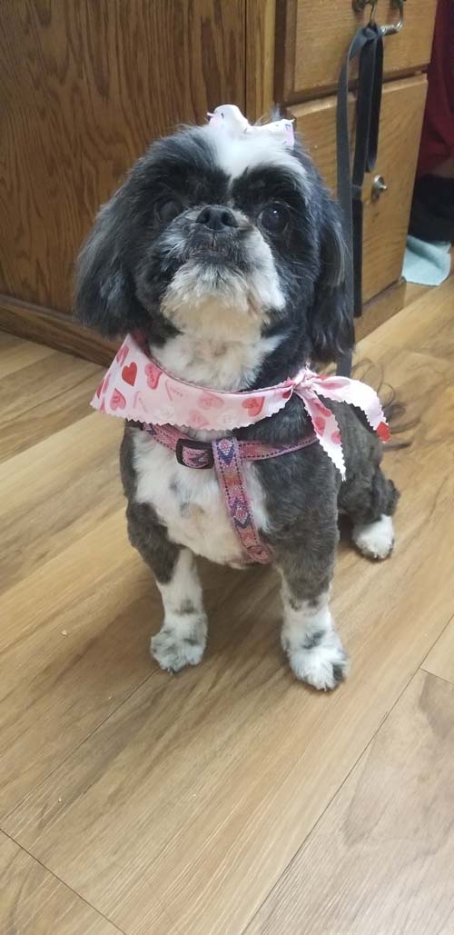 洛杉磯阿凱迪亞養老院 图片 4