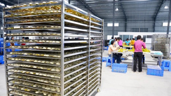 新會陳皮村 图片 2