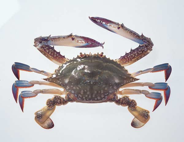 長城海鮮公司 图片 6