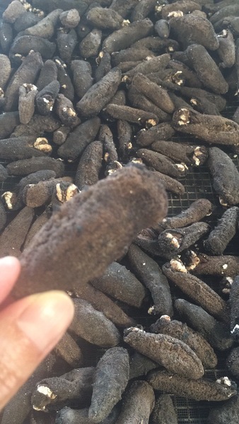 加州海參加工廠 图片 3