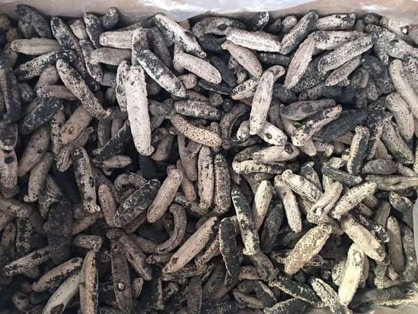 加州海參加工廠 图片 1