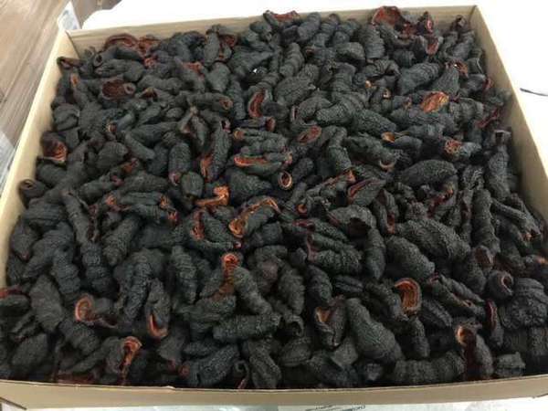 加州海參加工廠 图片 8