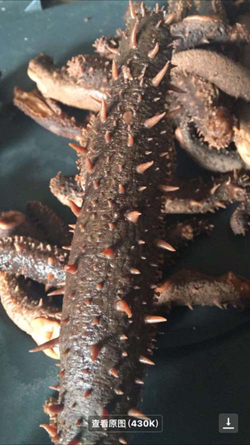 加州海參加工廠 图片 2