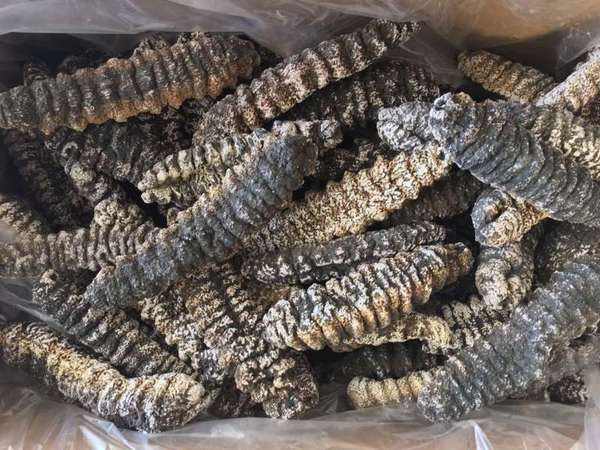 加州海參加工廠 图片 5