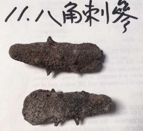 加州海參加工廠 图片 7