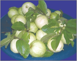 大森花圃 图片 8