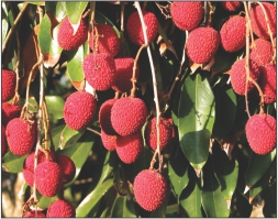 大森花圃 图片 2