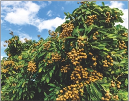 大森花圃 图片 6