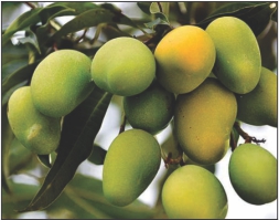 大森花圃 图片 5