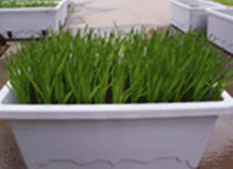 大森花圃 图片 1