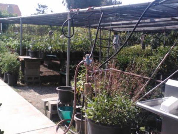 老羅苗圃 图片 3