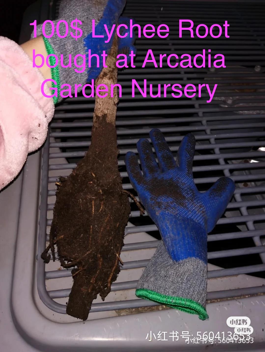 老羅苗圃 图片 8