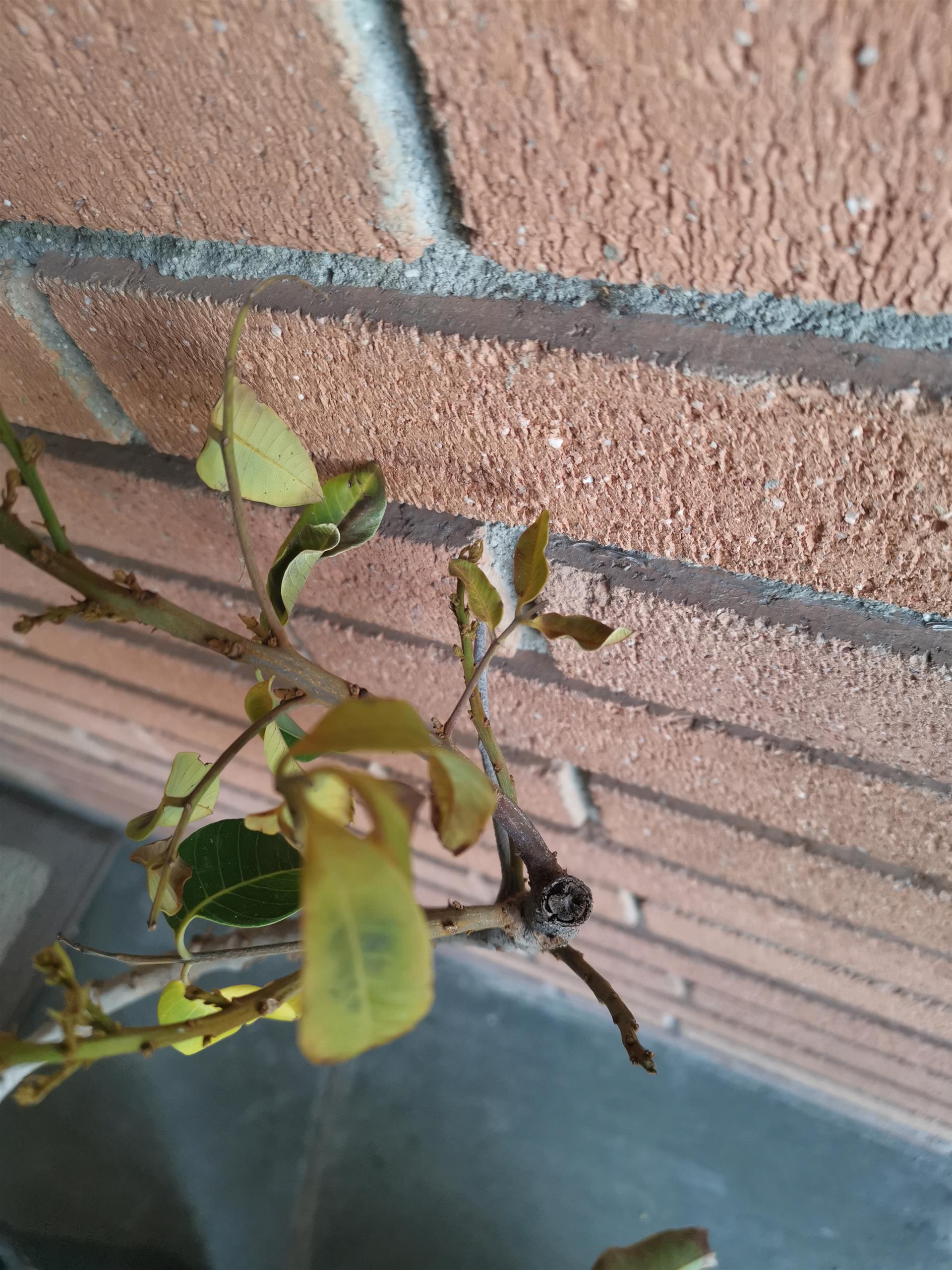 老羅苗圃 图片 1