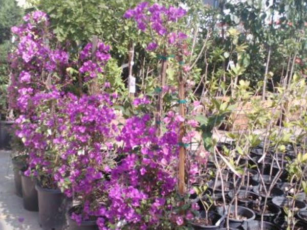 老羅苗圃 图片 2