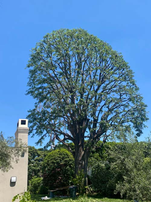 大眾砍樹修樹服務 图片 1