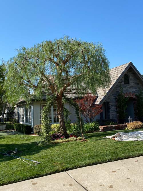 大眾砍樹修樹服務 图片 3