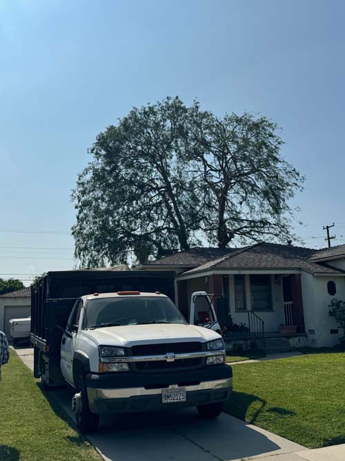 大眾砍樹修樹服務 图片 6