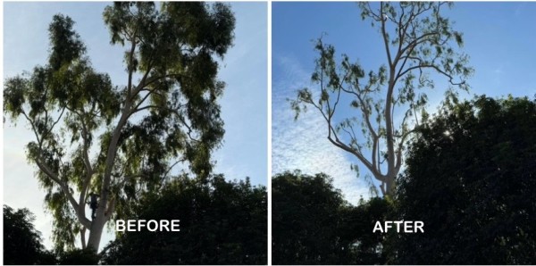 大眾砍樹修樹服務 图片 4