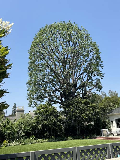 大眾砍樹修樹服務 图片 5