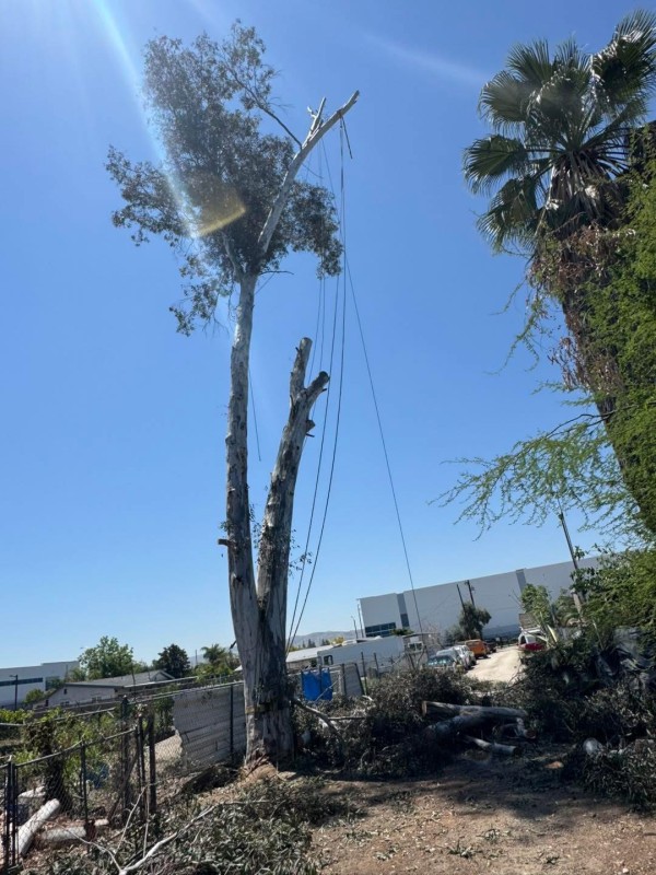 大眾砍樹修樹服務 图片 2