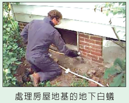 誠信殺蟲消毒服務公司 图片 4