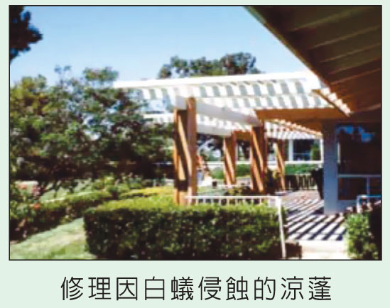 誠信殺蟲消毒服務公司 图片 3