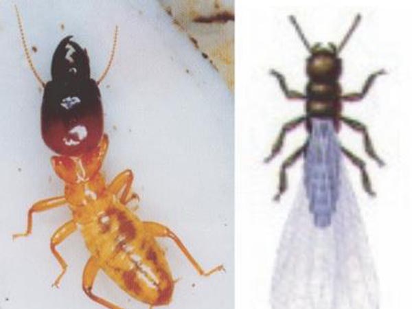 天恩白蟻殺蟲公司 图片 2