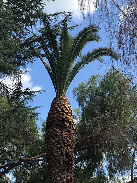 特殊砍樹 图片 10