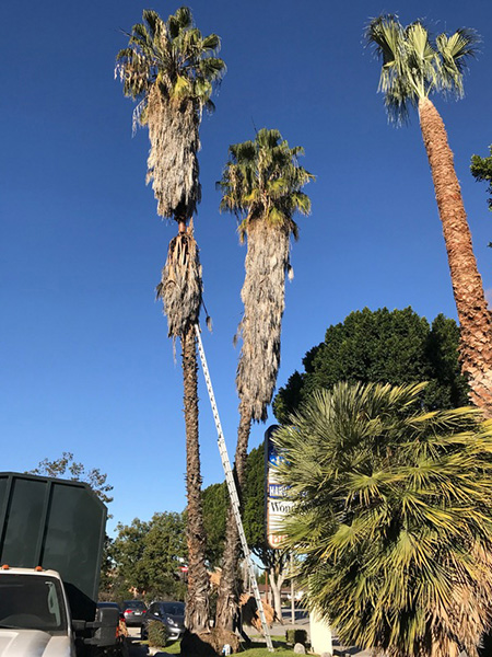 特殊砍樹 图片 1